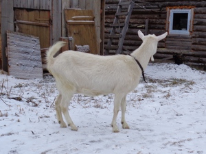 כמה זמן עז בהריון? כמה חודשים עז נשארת בהריון?