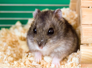 אוגרים ג'ונגריים: תיאור, תכונות טיפול ותחזוקה, תמונות