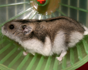 התנהגות של אוגרים ג'ונגריים אוגרים ג'ונגריים