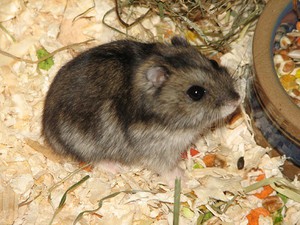 גזעי אוגרים