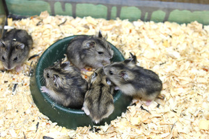 טיפול בגורי אוגרים אוגרים בבית