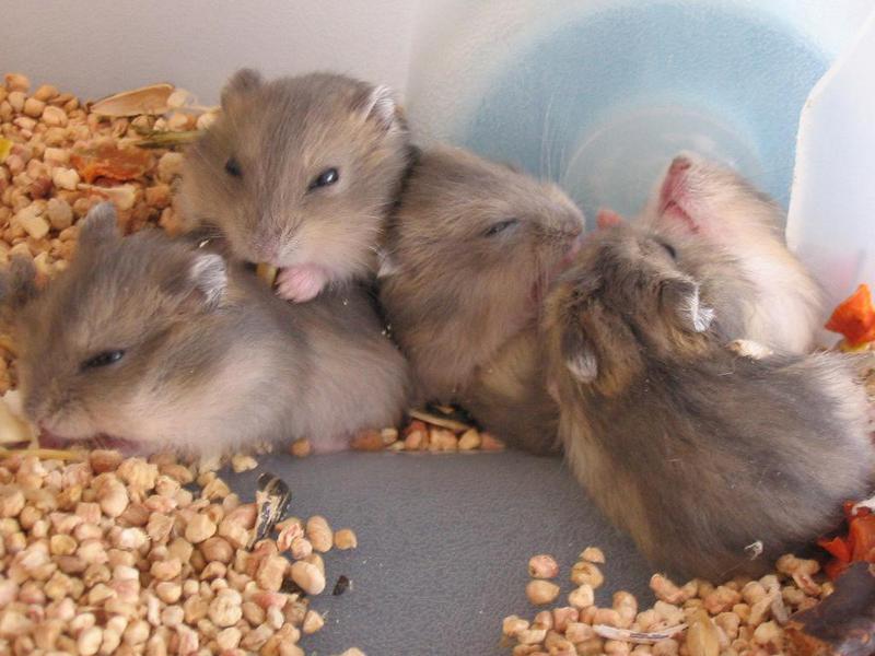 אוגר ג'ונגריאני איך לשמור על אוגרים