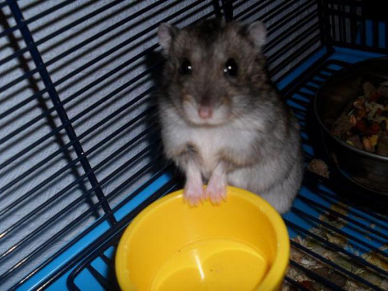 מה להאכיל אוגר ג'ונגרי תיאור גזע האוגרים