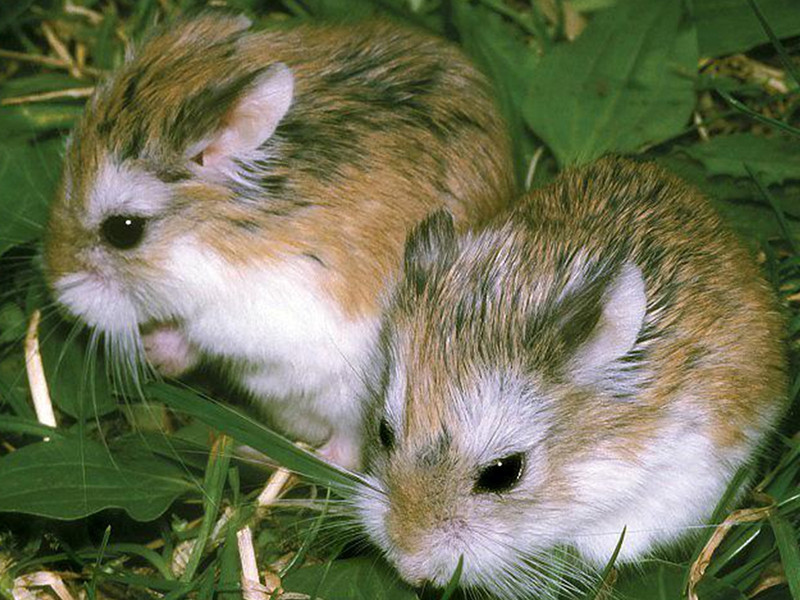 אוגרים ג'ונגריים איך להאכיל אוגרים ג'ונגריים