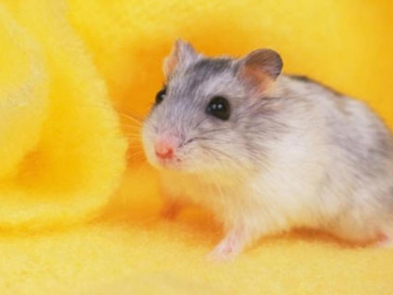 תיאור של אוגרים ג'ונגריים אוגר ג'ונגריאני