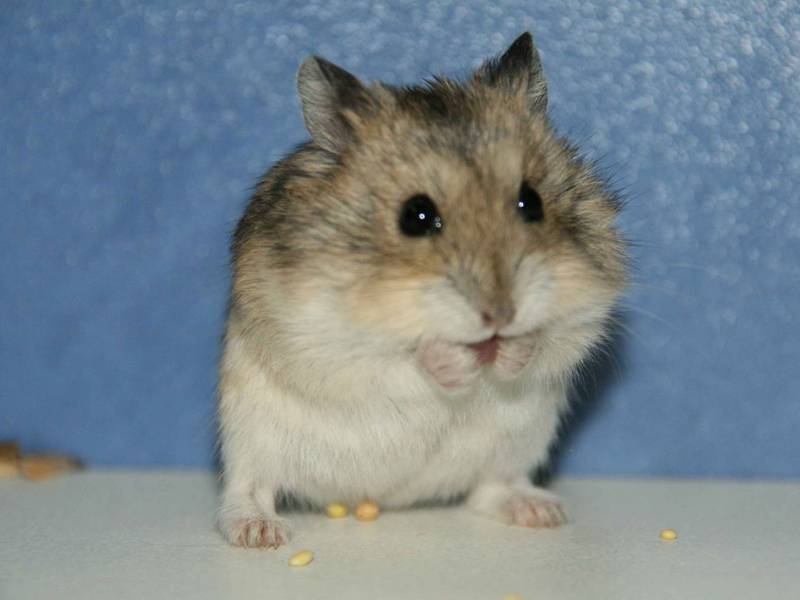 אוגר ג'ונגריאני אוגרים ג'ונגריים