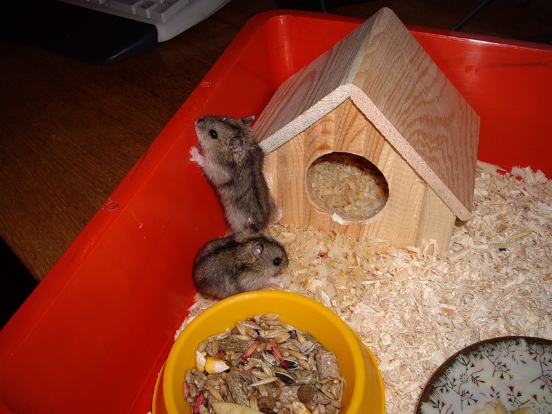 מה להאכיל אוגר ג'ונגרי האכלת אוגרים ג'ונגריים