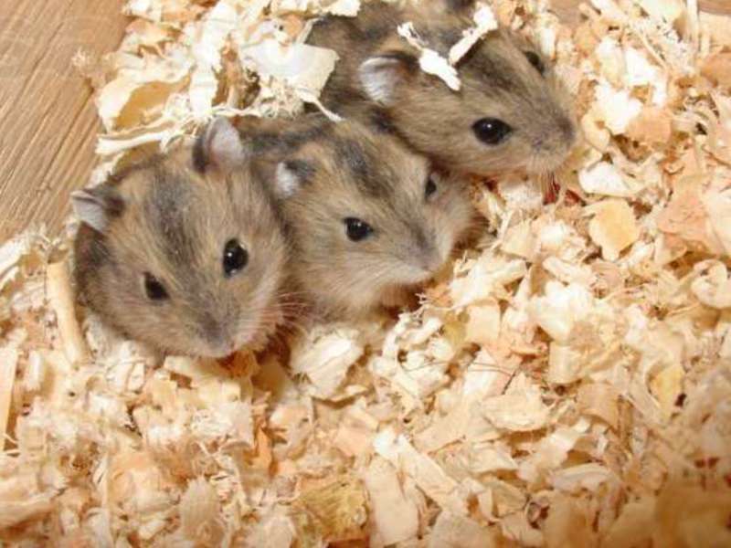 איך לגדל אוגרים ג'ונגריים כיצד אוגרים דג'ונגריים מתרבים?