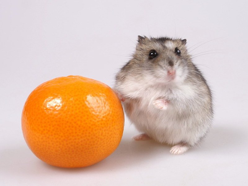 מראה של אוגרים ג'ונגריים איך נראה אוגר דג'ונגרי?