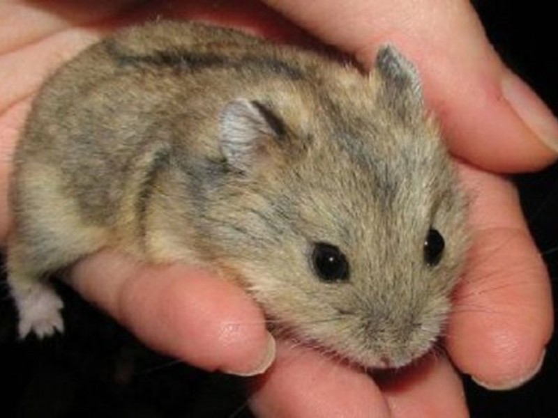 איך לטפל באוגרים גזעי אוגרים