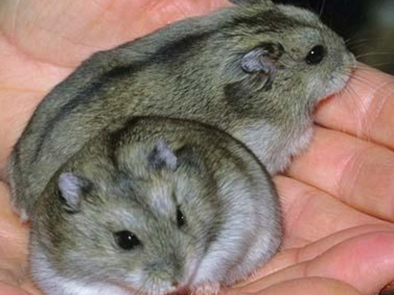 מה להאכיל אוגר ג'ונגרי האכלת אוגרים ג'ונגריים