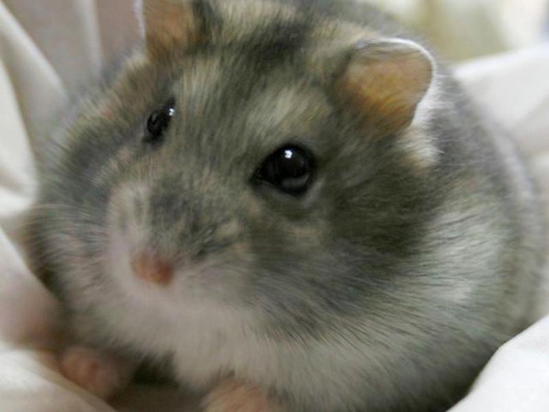 טיפול באוגרים ג'ונגריים אוגרים ג'ונגריים