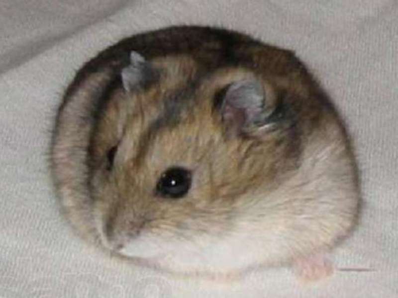 איך לטפל באוגר ג'ונגרי גידול אוגרים ג'ונגריים בבית