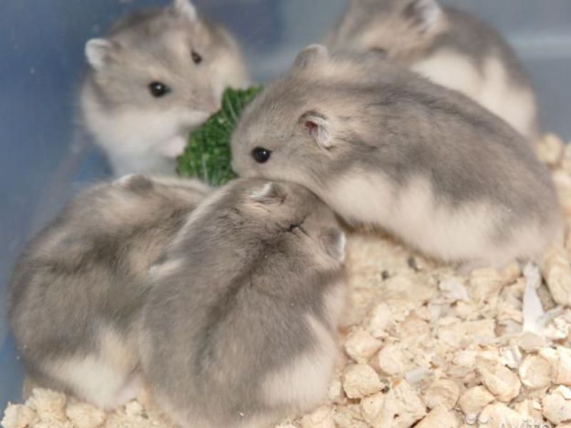 אוגר ג'ונגריאני בבית אוגר ג'ונגריאני