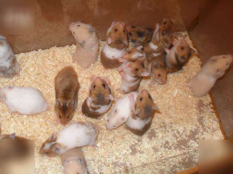 אוגר סורי איך לגדל אוגרים