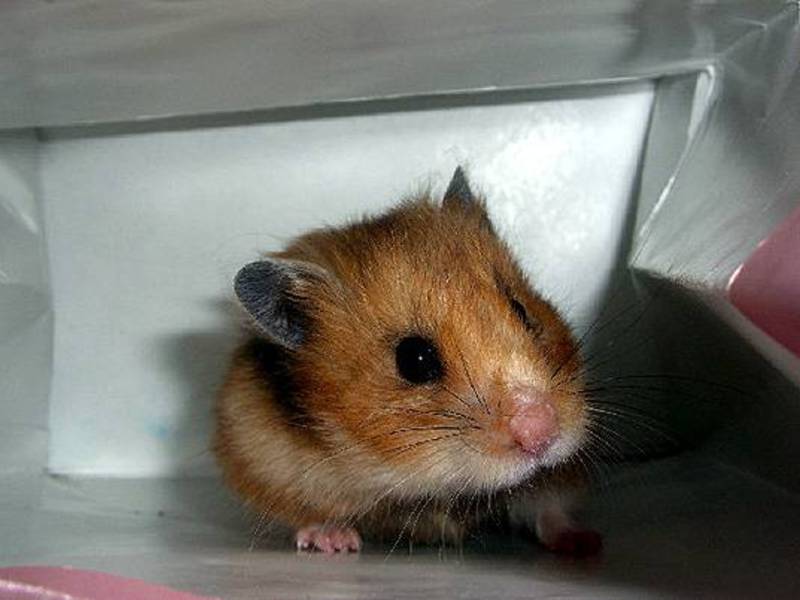 אוגר ג'ונגריאני אוגרים בבית