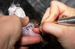 מיתוג כלבים