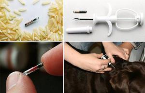 כלבים עם שבב הם בעלי חיים מעוקרים ולעתים קרובות חסרי בית.