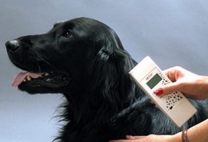 סריקת השבב מאפשרת לך לברר את תאריך העיקור והסכין, כמו גם מידע נוסף.