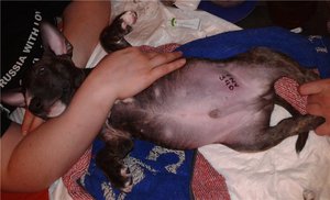 מיתוג כלבים מתבצע על ידי מומחה