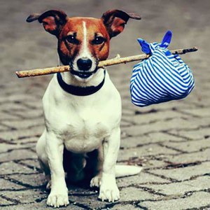 מיתוג כלבים הוא צעד חשוב כדי להבטיח שהכלב לא יאבד.