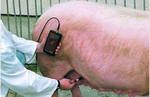 כיצד לקבוע אם חזירה בהריון וכמה זמן היא נשארת בהריון?