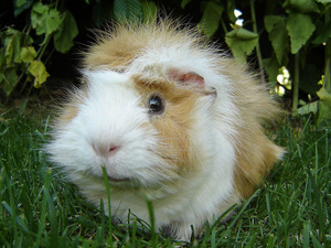 איך לטפל בשרקן ים בבית