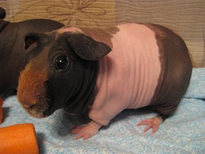 טיפול בשרקנים בבית