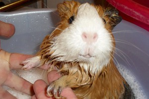 איך לרחוץ שרק ים