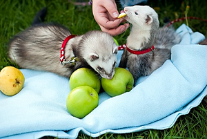 גידול חמוסים איך לטפל בחמוסים בבית