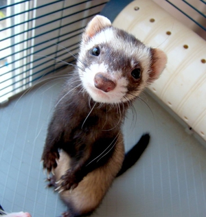 מה להאכיל חמוסים האכלת חמוסים