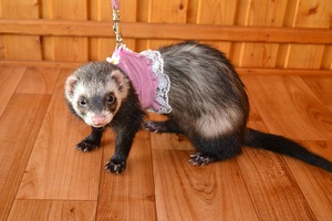 חיסונים והיגיינה לחמוסים הנחיות לטיפול בחמוסים