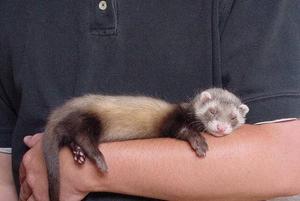 טיפול בחמוסים צעירים כיצד לשמור על היגיינת חמוסים