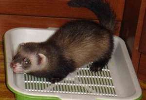 כלוב חמוסים תנאים להחזקת חמוסים