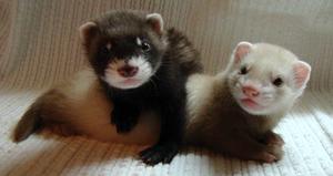 טיפול בחמוסים ביתיים