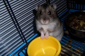 אוגרים ג'ונגריים והטיפול בהם