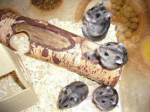 אוגרים ג'ונגריים: טיפול, האכלה ושמירה בבית