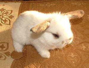 ארנבים ננסיים והטיפול בהם