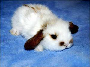 טיפול בארנבים דקורטיביים