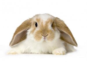 כיצד להאריך את חיי הגלילים שלך