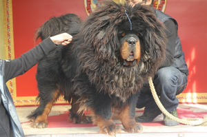 אישיות מסטיף טיבטי מזג של כלב מסטיף