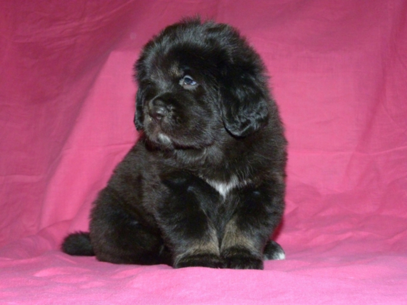 מסטיף טיבטי מאפייני גזע