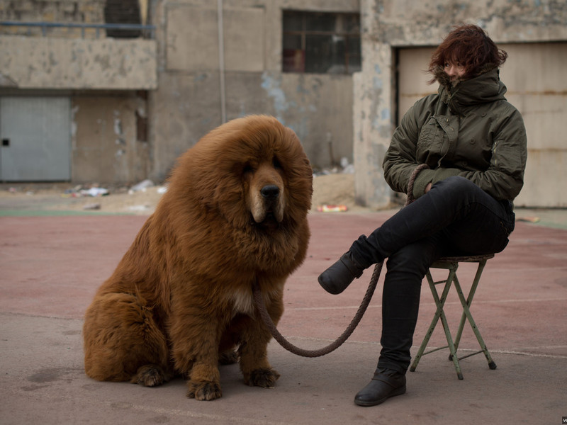 מראהו של המסטיף הטיבטי איך להאכיל מסטיף טיבטי