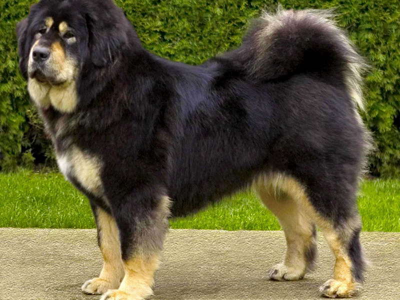 איך לטפל במסטיף טיבטי טיפול בכלב גדול