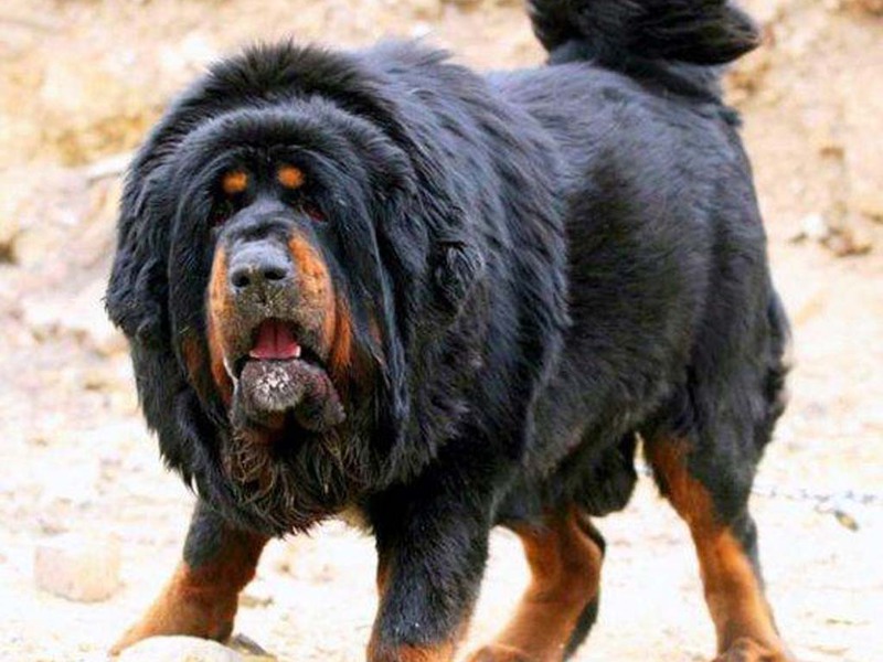 גידול כלבים גדולים מידע על גזע מסטיף טיבטי