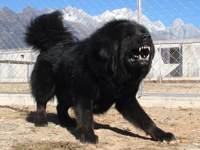 כלב מסטיף טיבטי ענק תיאור של כלב גדול