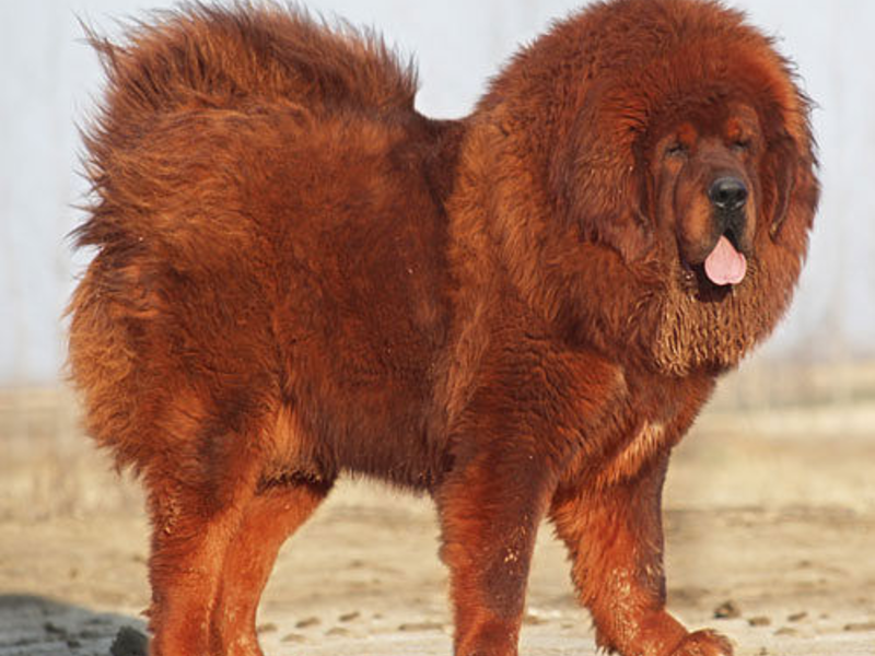 איך נראה מסטיף טיבטי? כלב גדול