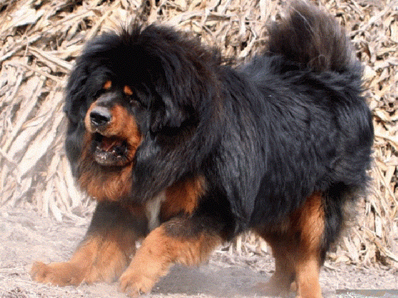 מסטיף טיבטי גדלי כלבים של מסטיף טיבטי