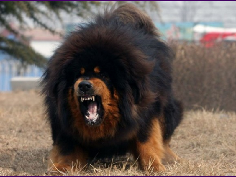 גורי מסטיף טיבטי דמות מסטיף