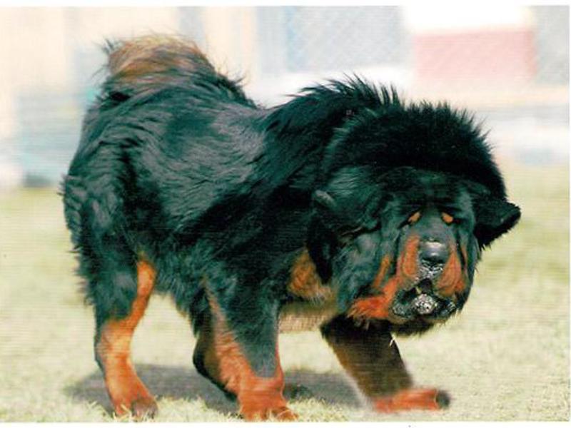 איך להאכיל מסטיף האכלת המסטיף הטיבטי